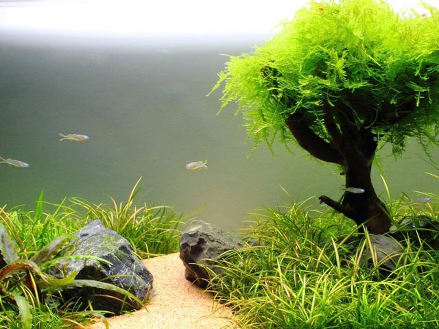 растения для аквариума1