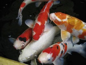 Декоративное рыбоводство и аквариумистика
