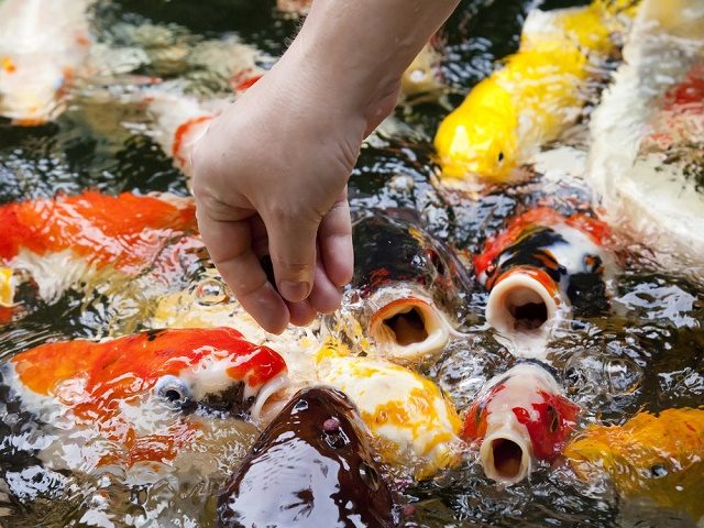 Нормы кормления рыбы